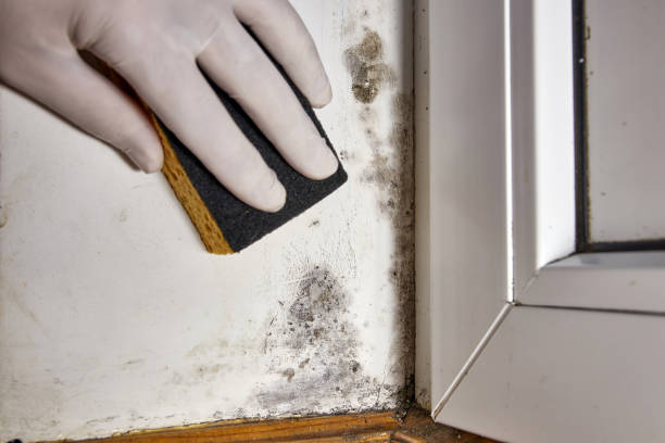Mold Remediation for Rental Properties in White Bear Lake, MN